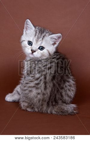 Britan Kitten Sitting And Looking At The Camera (isolated On White)