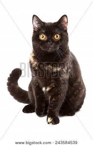 Britan Kitten Sitting And Looking At The Camera (isolated On White)