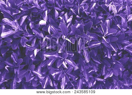 Ultra Violet Background Made Of Fresh Green Leaves. Ultra Violet Backdrop For Your Design. Trendy Co