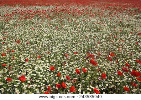 Spring meadow with blossoming daisies and poppy flowers 