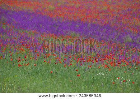 Flower carpet of blossoming poppies and delphinium flowers