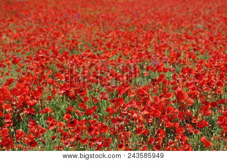 Spring meadow with blossom poppy flowers