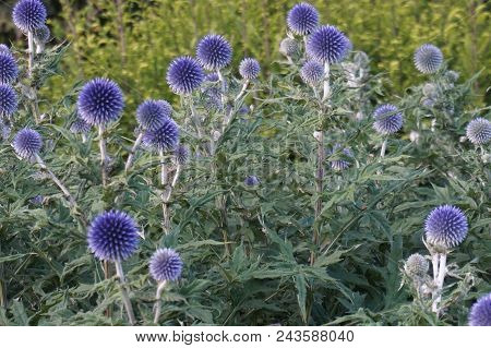Echinops veitch's blue.The spiky leaves and bristly metallic blue flowers.