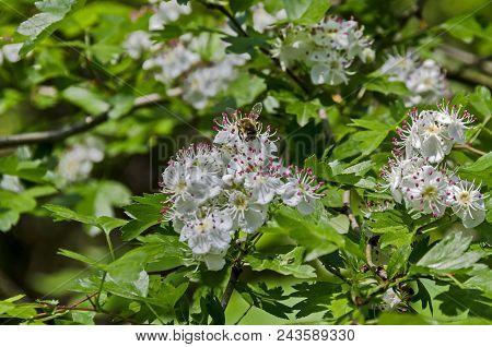 Hawthorn, Whitethorn  Or Crataegus Monogyna Branch With Flowers  Of White Petals And Pink Stamen Wit