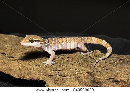 Termite Hill Geckoy, Hemidactylus Triedrus, Gekkonidae, Ncbs Bangalore  India
