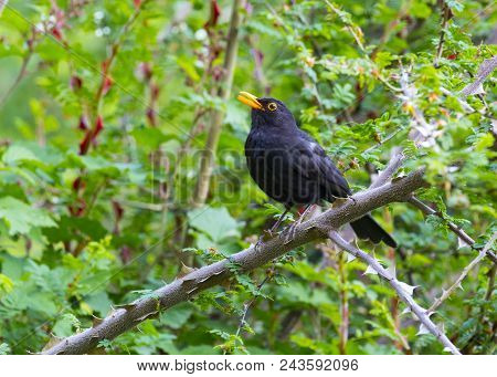 Beautiful Blackbird On Banch In A Sunny Day