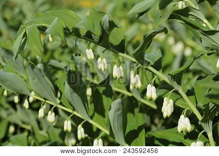 White Flowers Of Solomon S Seal Plant Of Genus Polygonatum .