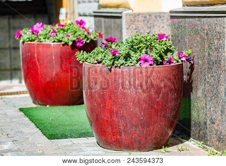 Street Flowerbeds With Blooming Flowers On Direct Sunlight