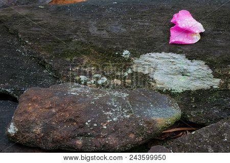 Two Rose Petals With Dew Drops On A Stone And Moss Background, Copy Space, Horizontal Aspect