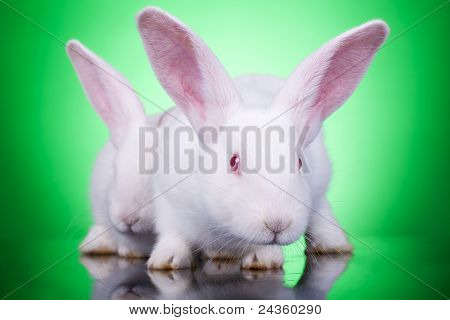 İki Bunnies agresif görünüm