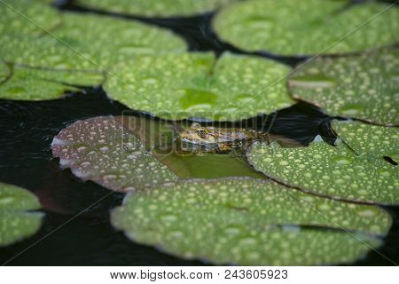 Toad Sitting On A Water Lily In The Rain. A Frog Resting On A Lotus Leaf