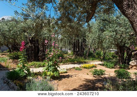Olive Trees In Gethsemane Garden, Jerusalem