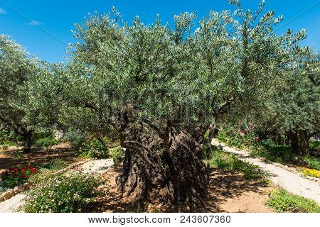 Olive Trees In Gethsemane Garden, Jerusalem
