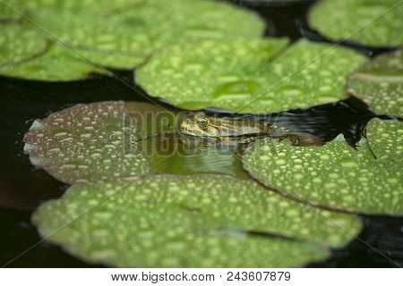Toad Sitting On A Water Lily In The Rain. A Frog Resting On A Lotus Leaf