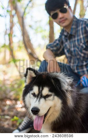 Siberian Dog In The Woods With A Young Man.