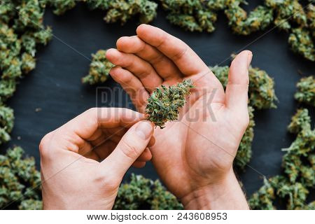 Grinder A Lot Ofx Marijuana, Fresh Buds Of Cannabis Many Weed. Copy Spase Copy-space