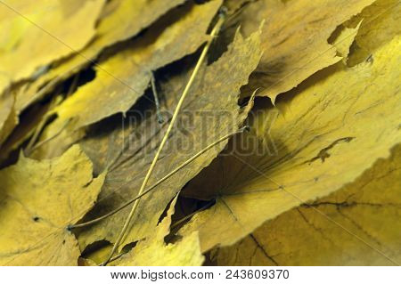 Autumn Colorful Red Maple Leaf Of Japanese Garden From Under The Maple Tree