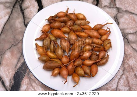 A Seed Set Of Onions Ready To Be Planted In The Measuring Cup. White Background