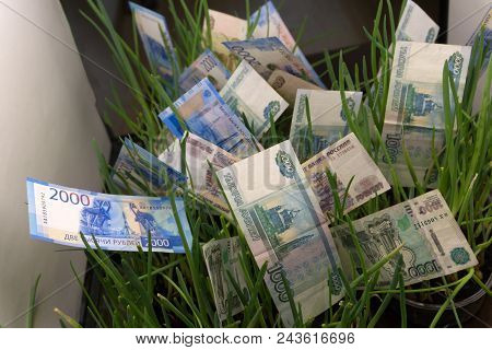 Dollar Bill Plant Growth From Ground.concept Of Money Tree Growing From American Dollars