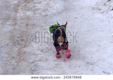 A Senior Yorkshire Terrier Dog With A Red Topknot Bow Sitting Outside On A Fur Chair Sticking Her To