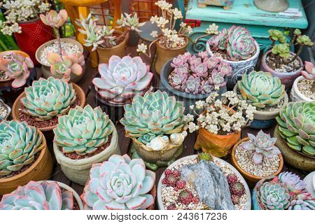 Miniature succulent plants (succulent cactus) at the garden