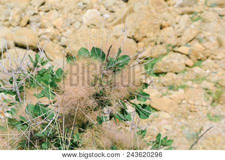 Wonderful Sea And Rocks Landscape Crimean Plants. Closeup.