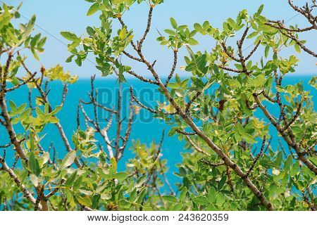 Wonderful Sea And Rocks Landscape Crimean Plants. Closeup.