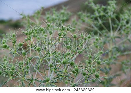 Wonderful Sea And Rocks Landscape. Crimean Burdock Plants. Closeup.