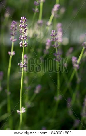 Flowering Fragrant Lavender In The Rays Of The Morning Or Evening Sun. Selective Focus.