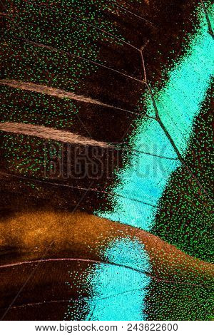 Peacock swallowtail (Papilio Blumei) is a largel blue and green butterfly endemic to Indonesia. Macro photo of the wing