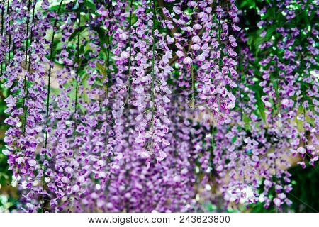 Wisteria Flowers In A Park. Wisteria Blossom On Mainau Island, Germany.