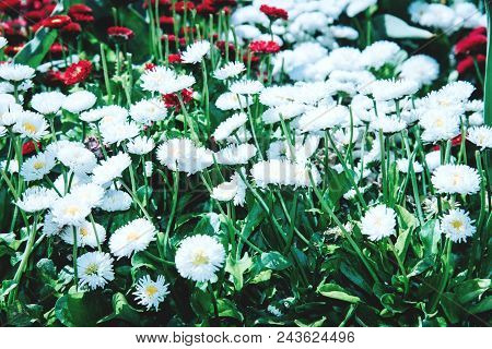 Beautiful Colorful Flower Bed At Island Mainau, Germany.