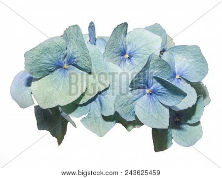 A Beautiful Bigleaf Hydrangea On A Pure White Background