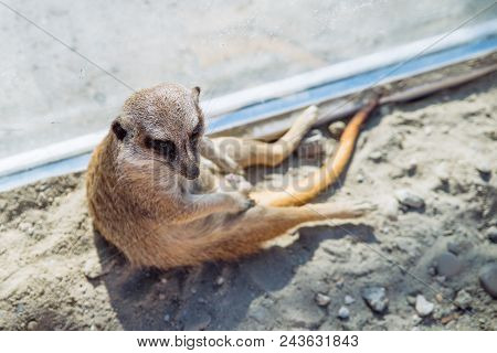 Little Surakat Sitting In Funny Pose. Zoo Life