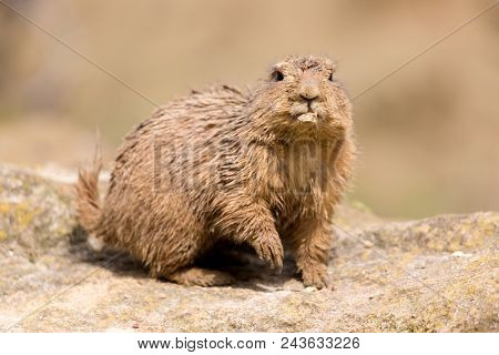 Ground Hog Marmot Animal Close Up Portrait Oudoors.