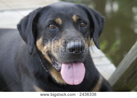 Un chien heureux