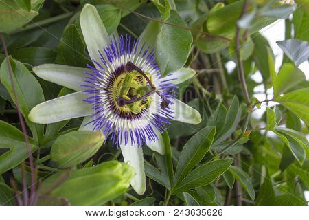 Pasiflora (passiflora), Also Called 