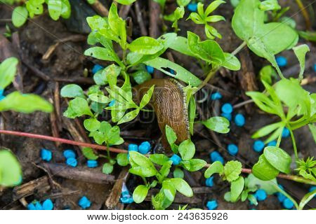 Red Slug Eating Snail Grain In A Garden Bed