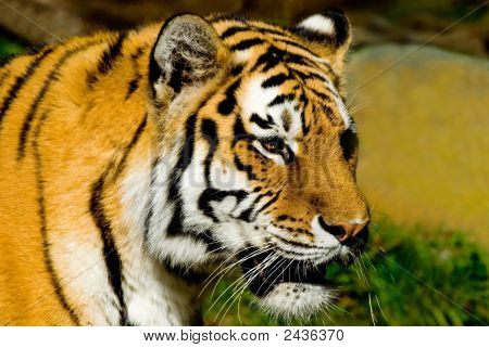 Tigre siberiano