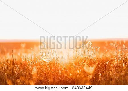 Amazing Rural Natural Background Of Setting Sun In The Feild
