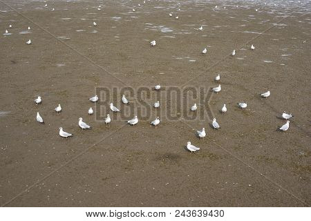 Charadriiformes In Mangrove Forest, Beach At Thailand.