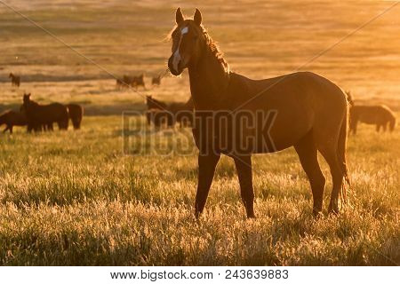 Beautiful Image Of Free Mustangs On The Field At Sunset