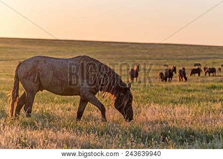 Beautiful Image Of Free Mustangs On The Field At Sunset