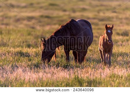 Beautiful Image Of Free Mustangs On The Field At Sunset