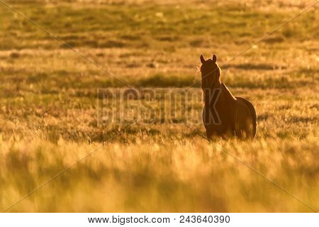Beautiful Silhouette Of Free Mustang On The Field At Sunset