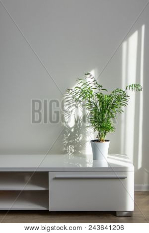 bright living room with houseplants Areca in a white pot on a table