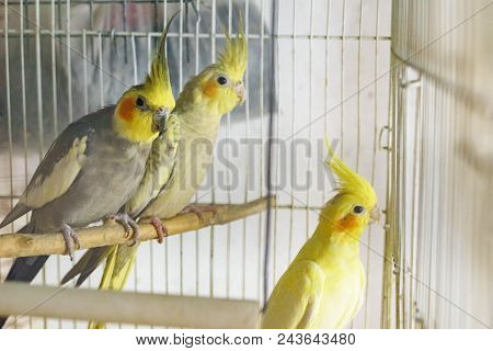 Yellow And Black Three Parrots Corella Is Sitting On A Swing In The Cage