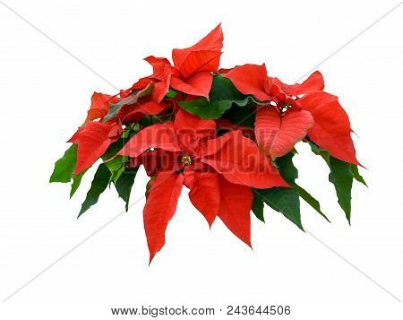 Flower poinsettia pulcherrima on white background, isolated