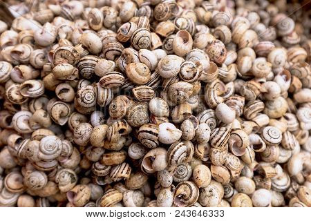 Snails On The Ballaro Market In Palermo In Sicily