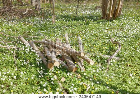 Many White Wood Anemone Flower In The Fores. Latin Name: Anemone Nemorosa